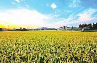 中国 大农业 产业态势已经形成