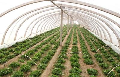 蔬菜温室大棚建造,三种增加种植效益的套种方法