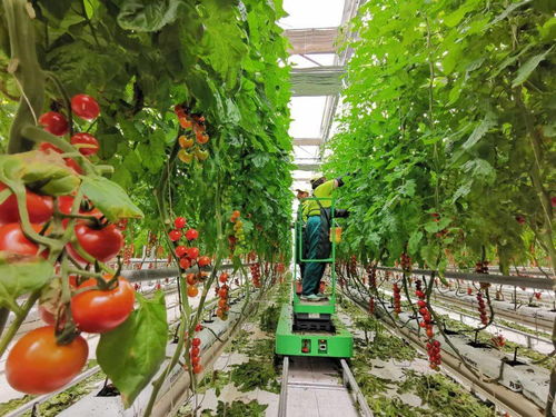 全球良好 绿色认证,兰州新区现代农业示范园番茄迈向国际