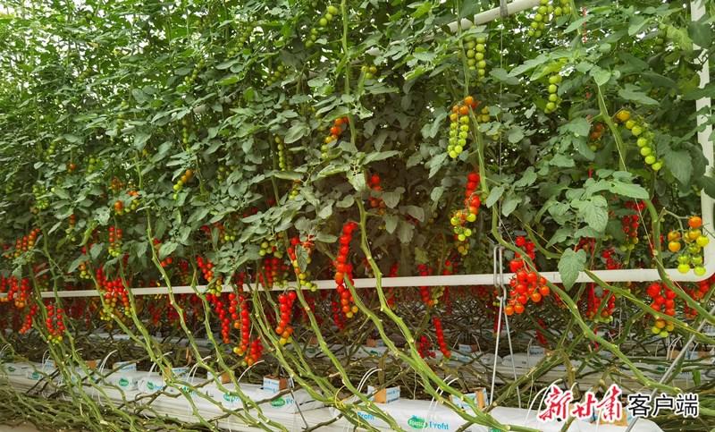 科技赋能 戈壁崛起"农业工厂"——海升集团助推甘肃省现代农业高质量