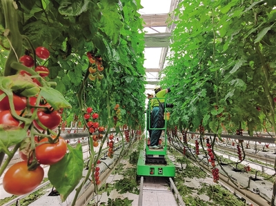 精准化管理 标准化品质 新区番茄获全球良好农业规范认证