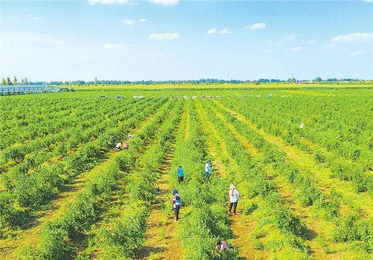 故城县茂丰农业科技开发酸枣种植基地.故城县以岭康.